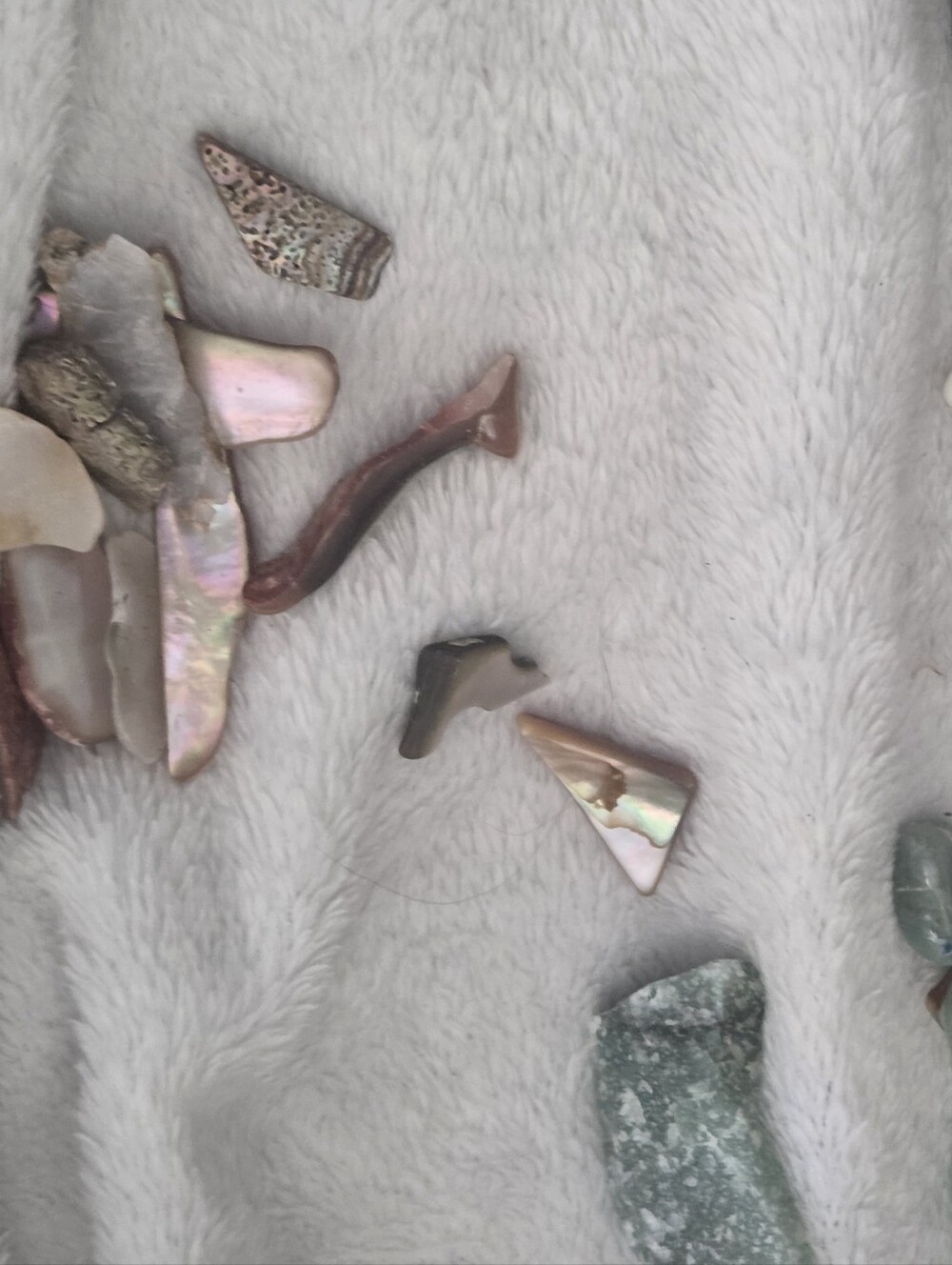 Random Shells - Picture 3 of 15